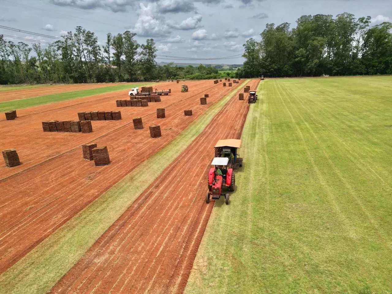 Grama Esmeralda fresca pronta para plantio em condomínio.