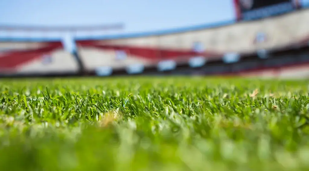 grama para campo de futebol